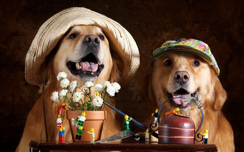 Two Golden Retrievers — Brown, Playful