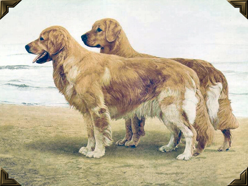 Two Golden Retrievers — Brown