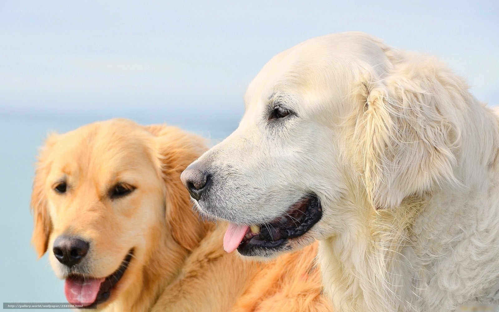 two golden retrievers by the sea