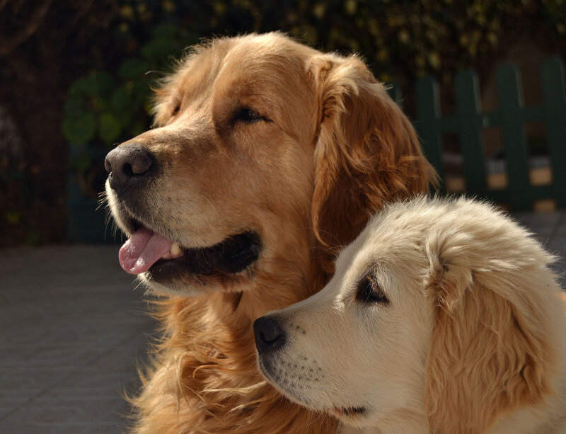 Two Golden Retrievers — Calm, Afternoon