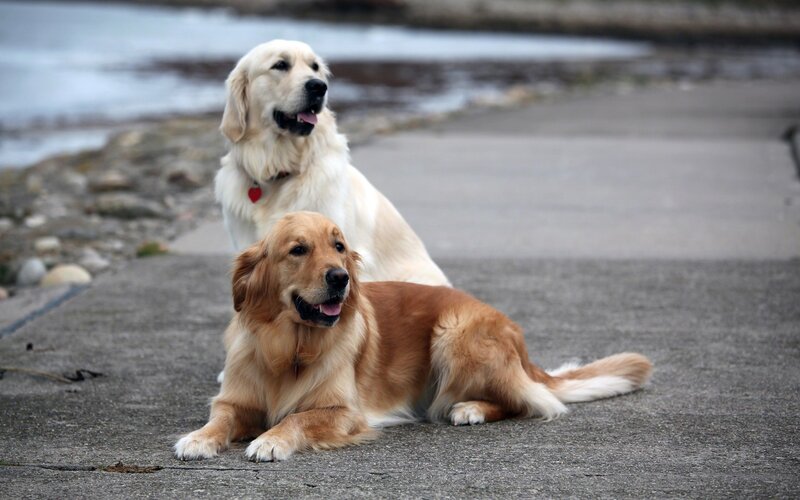 Two Golden Retrievers — Calm, Photograph, Pavement