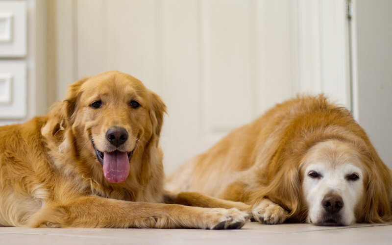 Two Golden Retrievers — Calm, Photograph