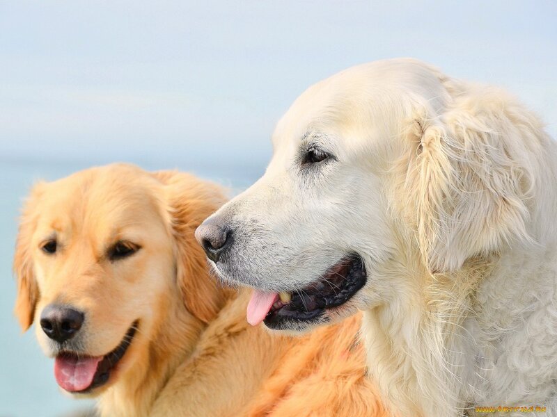 Two Golden Retrievers — Calm