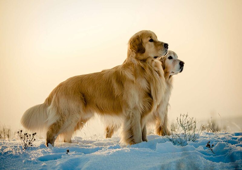 Two Golden Retrievers — Gold, Serene
