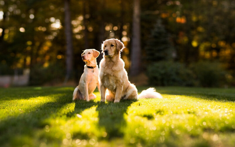 Two Golden Retrievers — Green, Serene, Sunset, Photograph