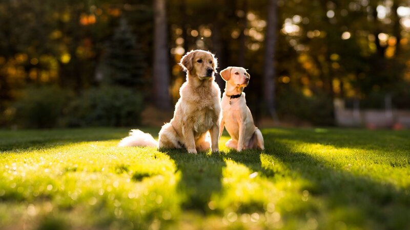 Two Golden Retrievers — Green, Serene, Sunset