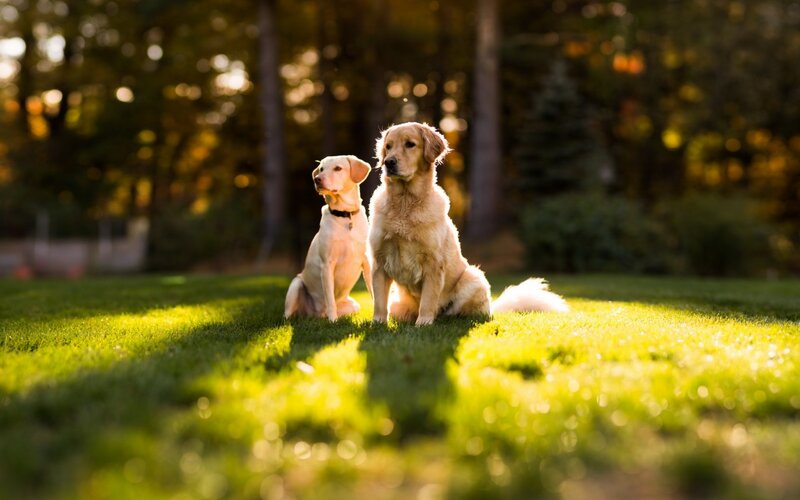 Two Golden Retrievers — Green, Serene