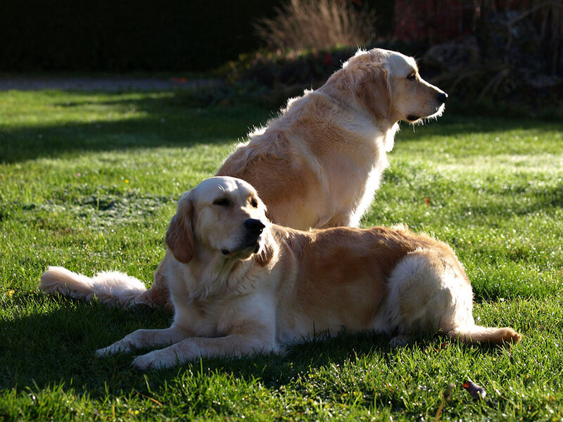 Two Golden Retrievers — Green