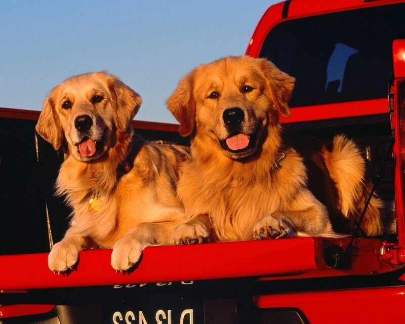 Two golden retrievers in a truck