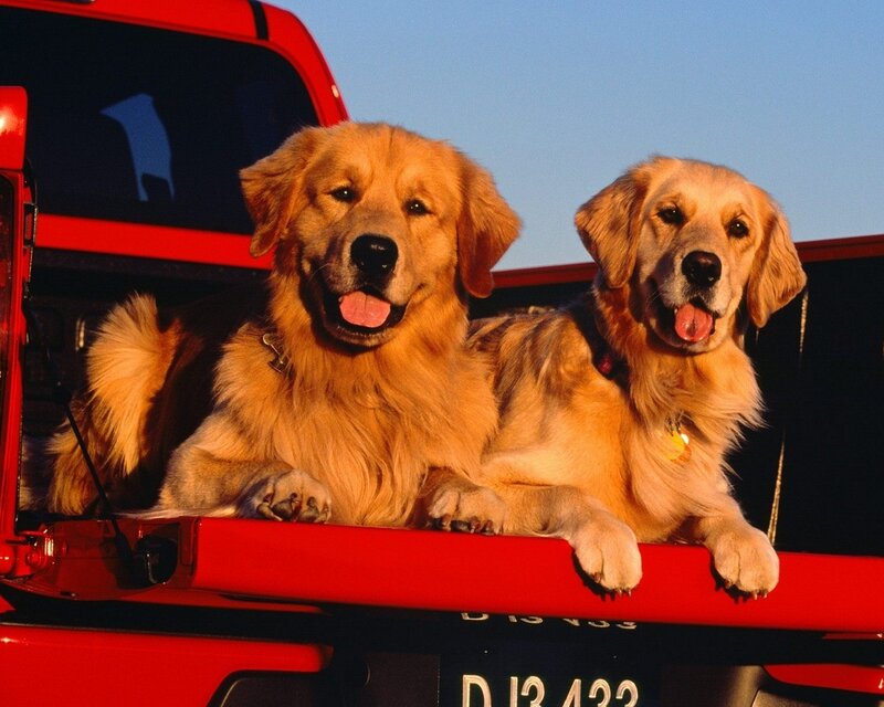Two golden retrievers in a truck