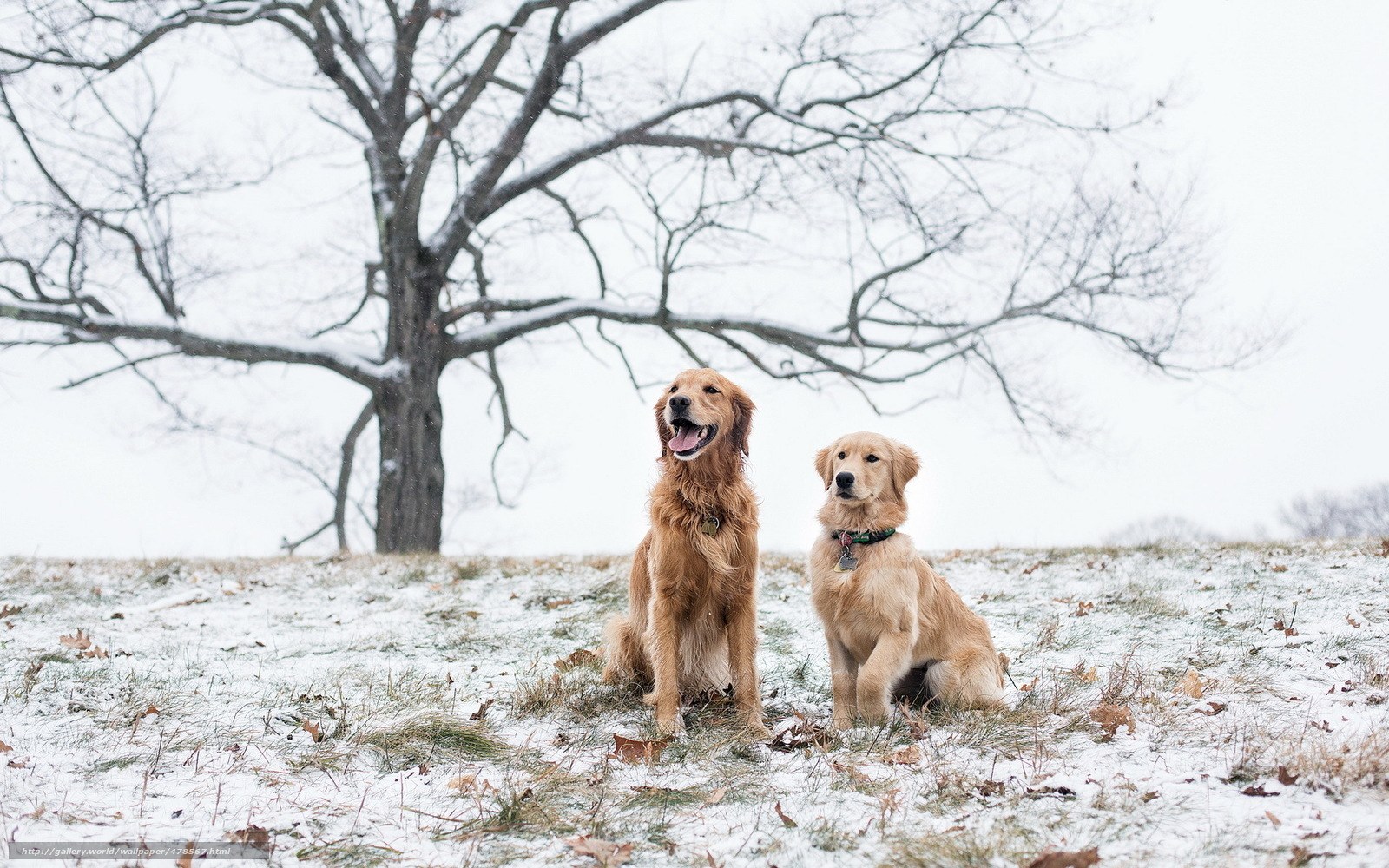 Two golden retrievers in snow