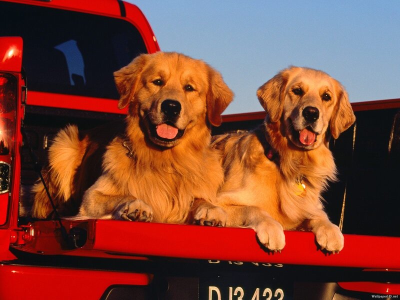 two golden retrievers in truck bed