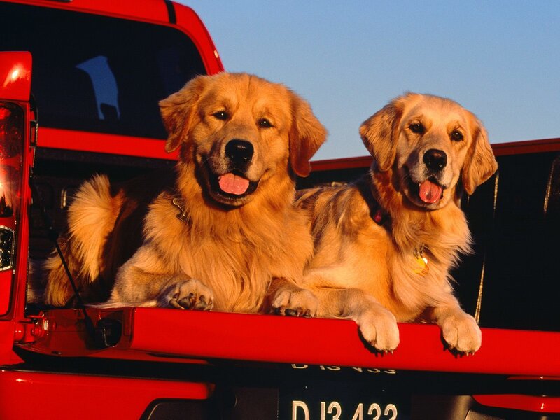 Two golden retrievers in truck bed