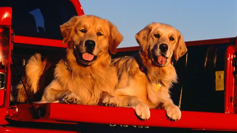 two golden retrievers in truck bed