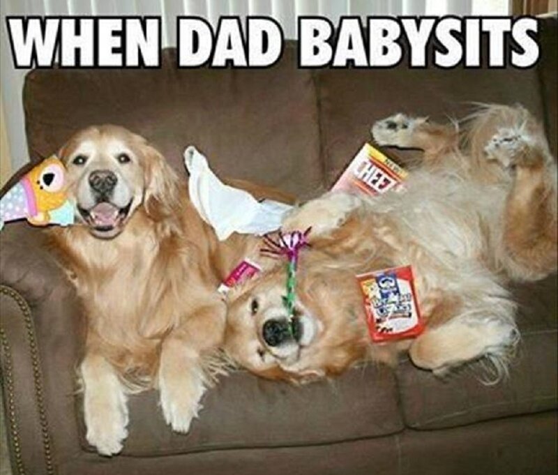 Two Golden Retrievers on Couch