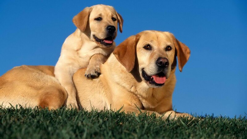 Two golden retrievers on grass