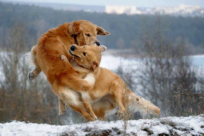 Two Golden Retrievers Playing