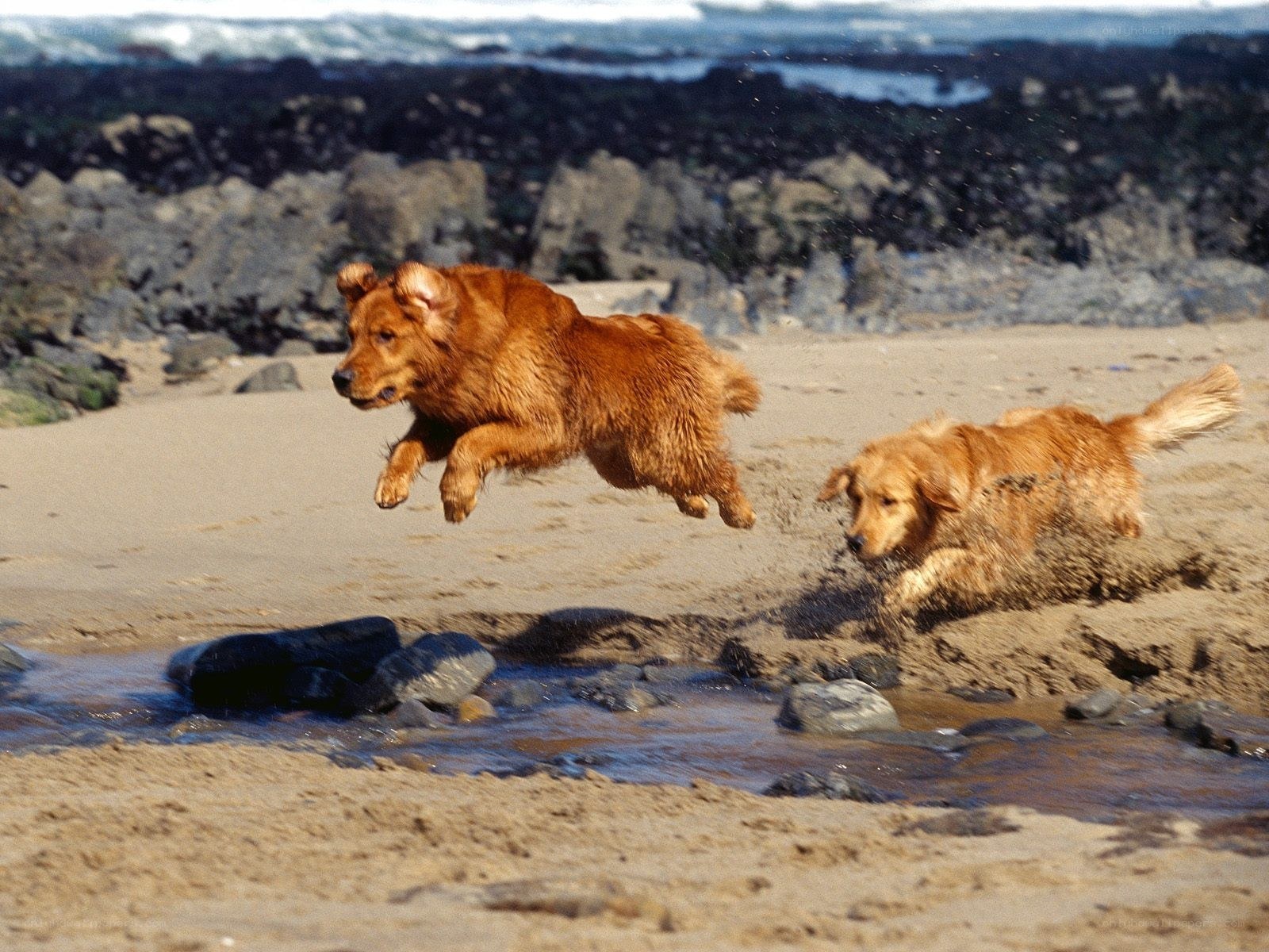 Two golden retrievers running on beach