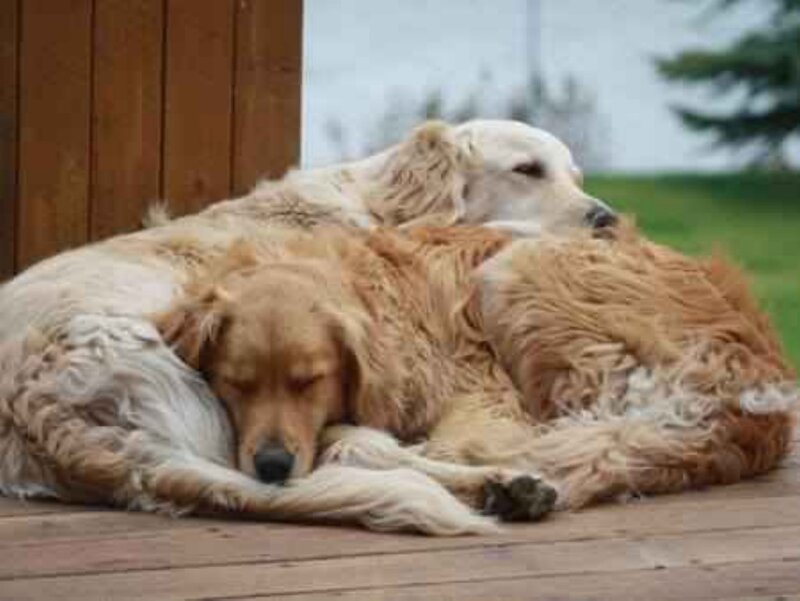 Two Golden Retrievers Sleeping — Brown