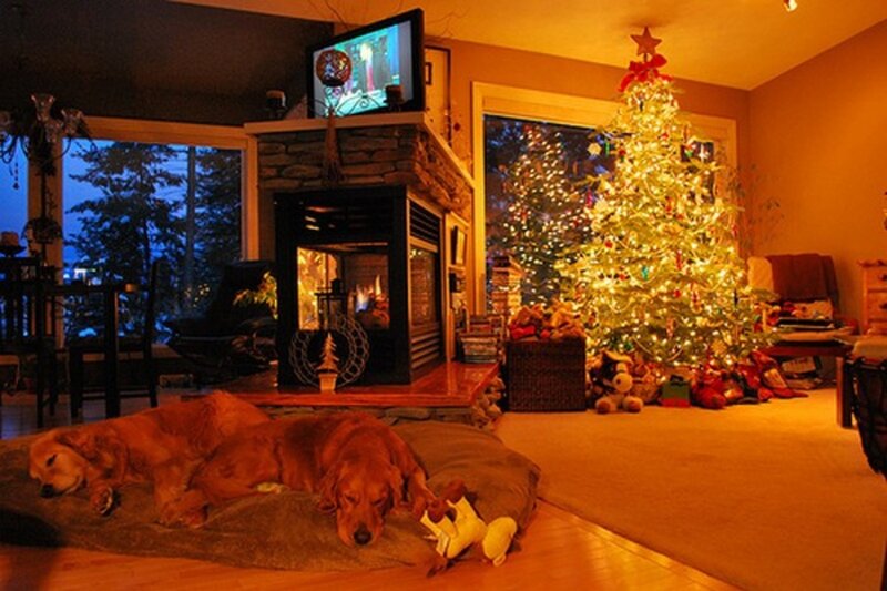 Two Golden Retrievers Sleeping