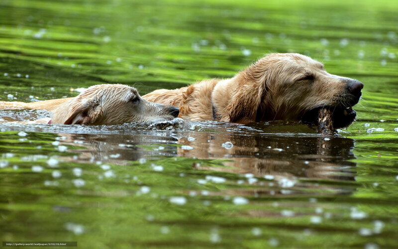 Two Golden Retrievers Swimming