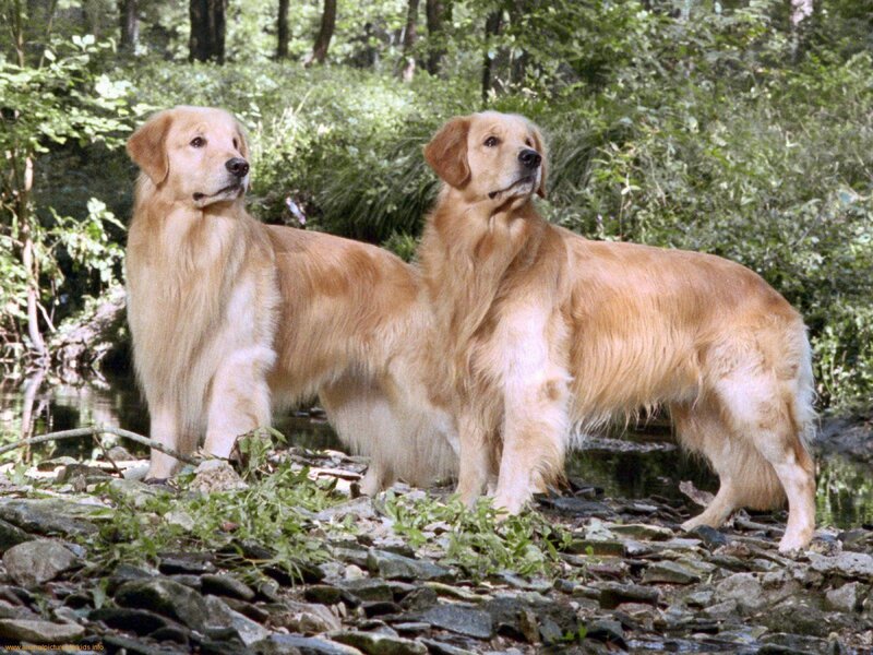 Two Golden Retrievers