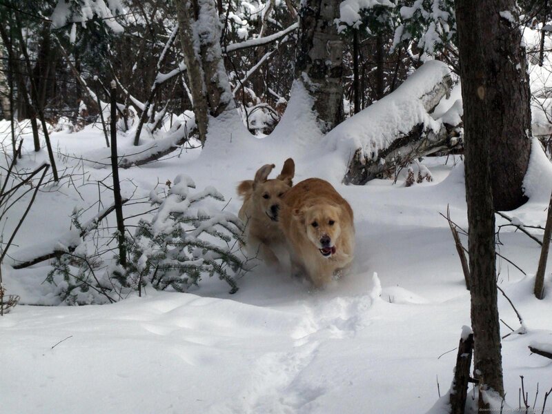 Two Golden Retrievers — White, Active