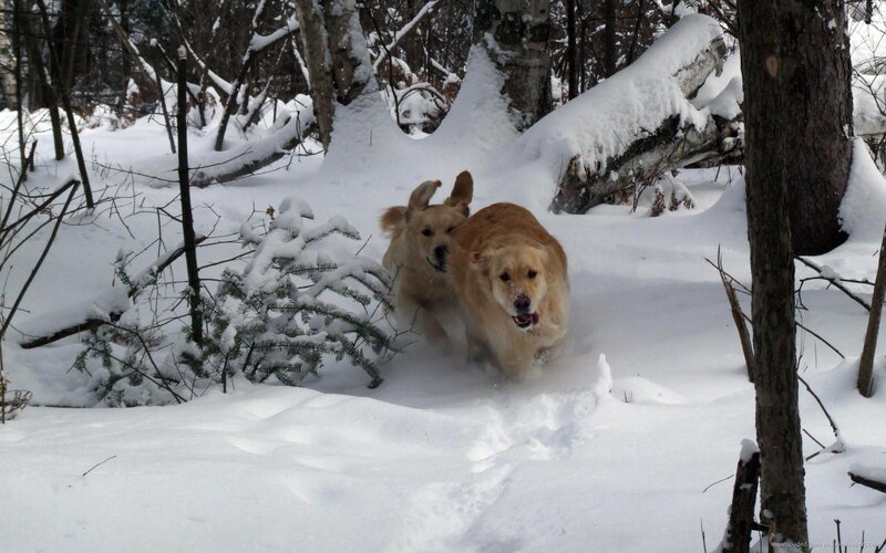Two Golden Retrievers — White, Active, Winter