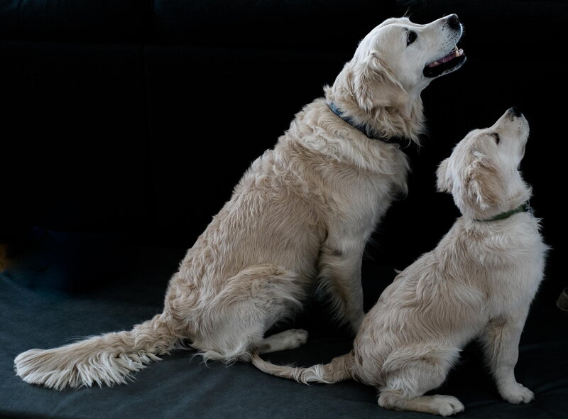 Two Golden Retrievers — White, Calm, Photograph