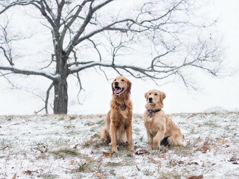 Two Golden Retrievers — White, Calm