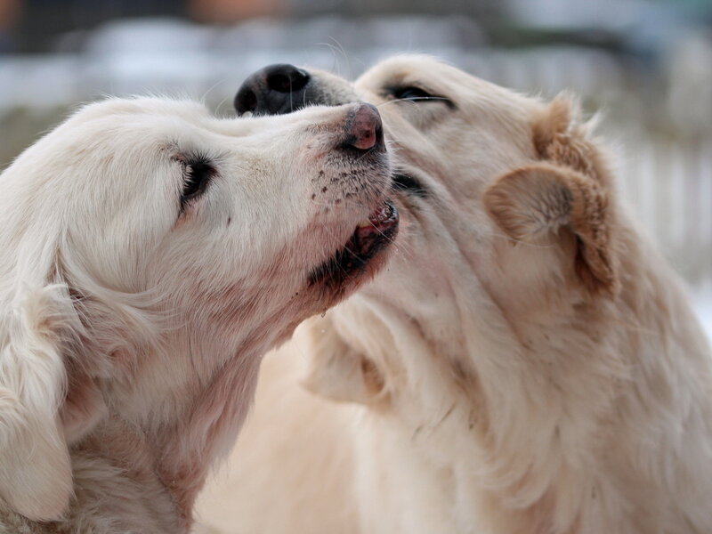 Two Golden Retrievers — White