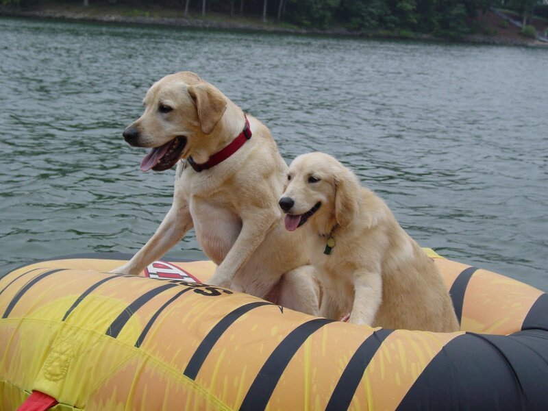 Two Golden Retrievers — Yellow