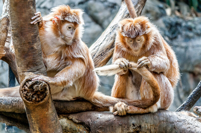 Two Golden Snub-nosed Monkeys — Brown