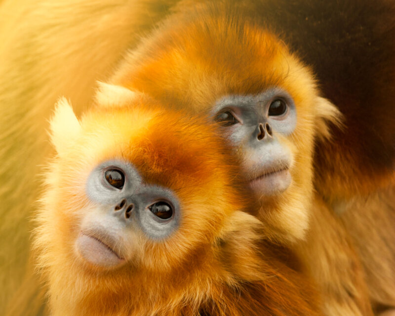 Two Golden Snub-nosed Monkeys — Calm