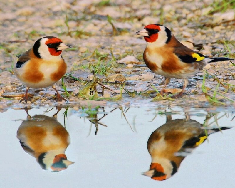 Two Goldfinches at Water — Brown