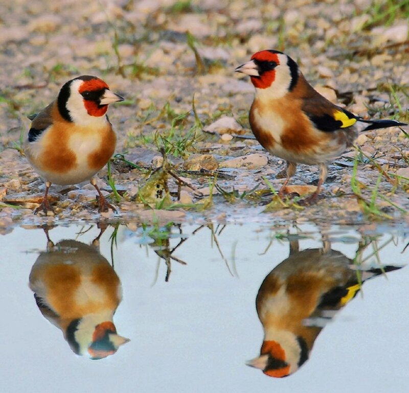 Two Goldfinches at Water
