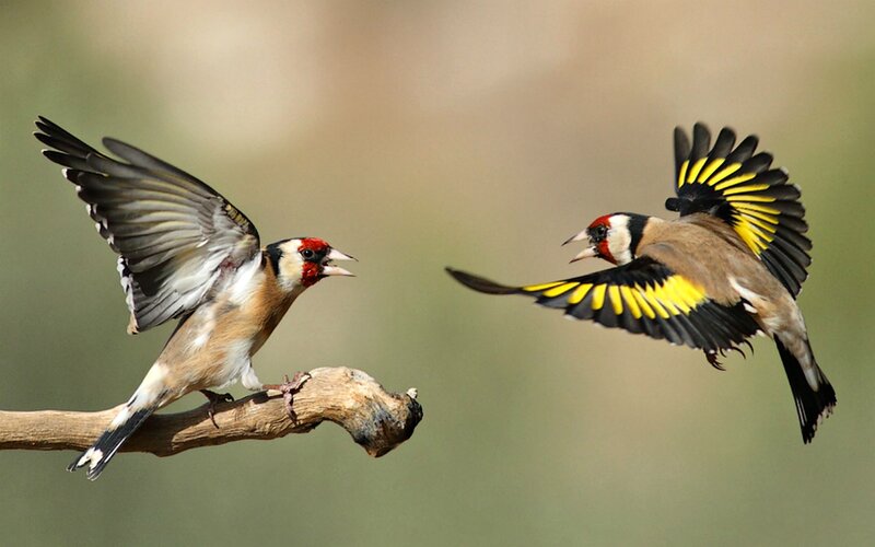 Two Goldfinches Fighting