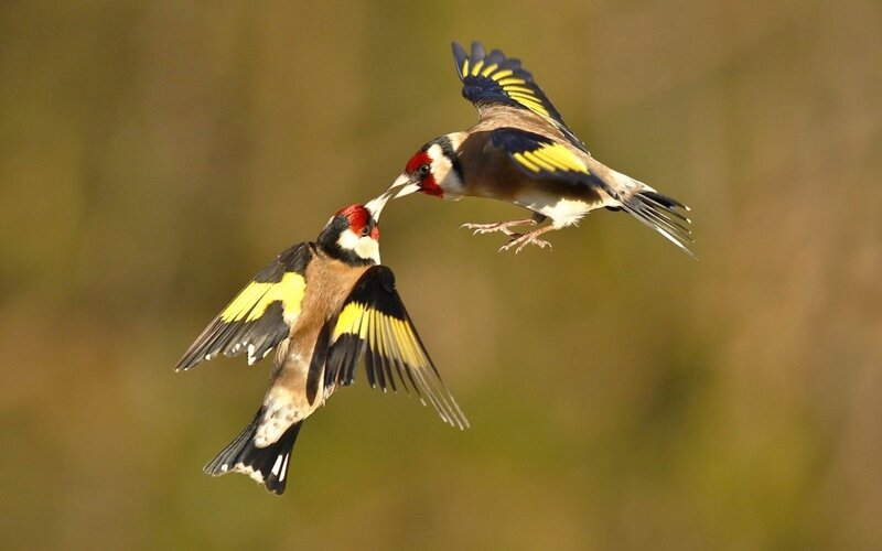 Two Goldfinches in Flight