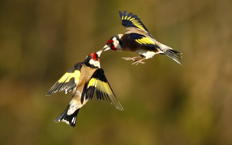 Two Goldfinches in Flight — Yellow