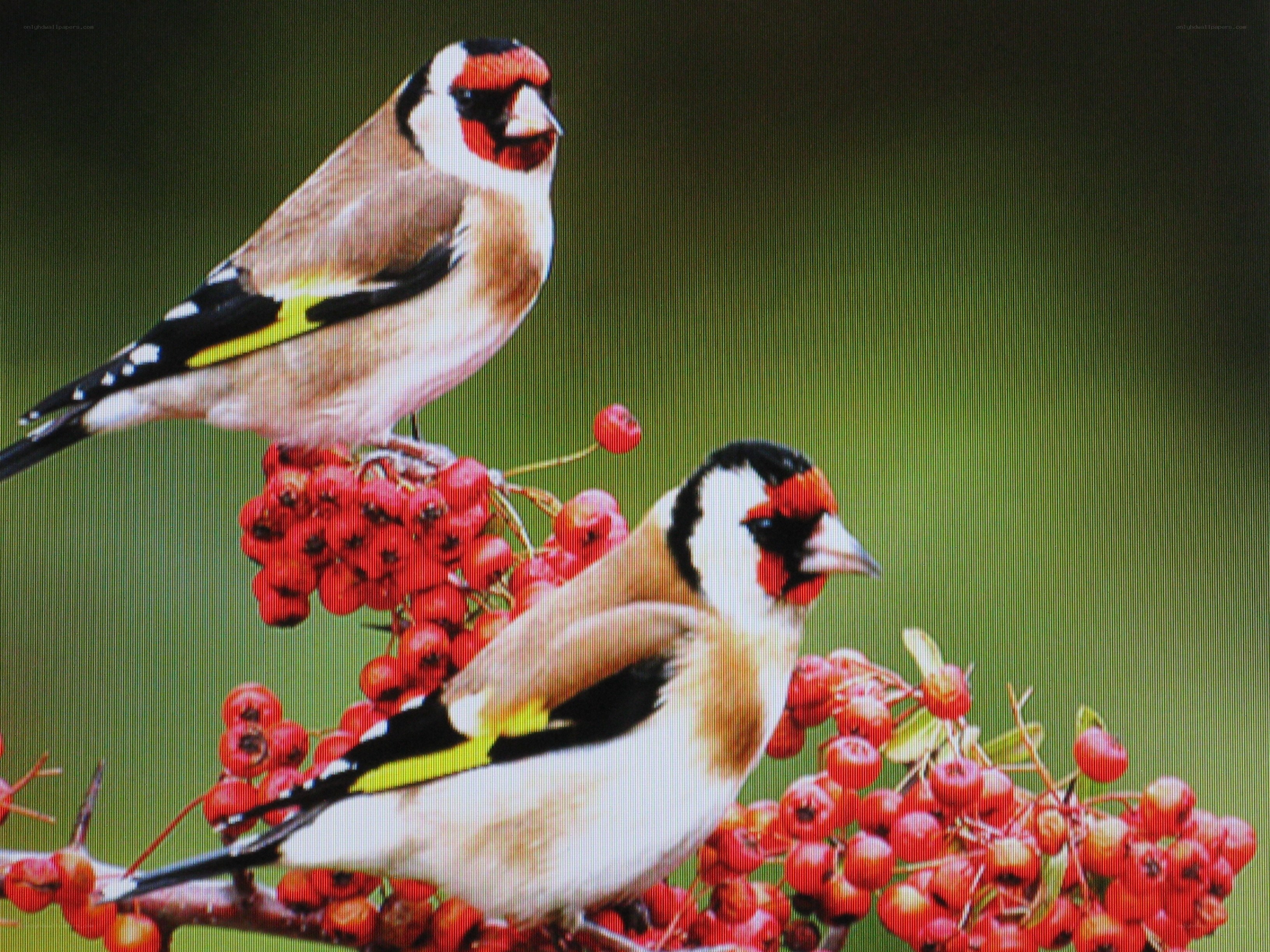 Two goldfinches on berries