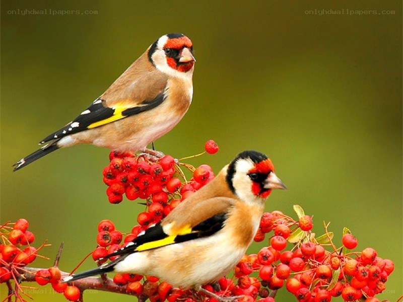Two goldfinches on berries