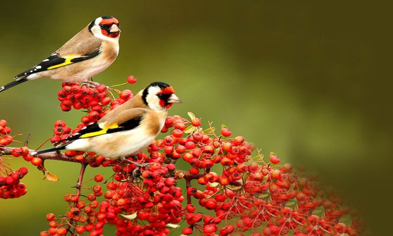 Two Goldfinches on Berries — Red, Calm, Autumn