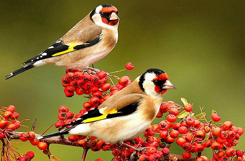 Two Goldfinches on Berries — Red, Calm