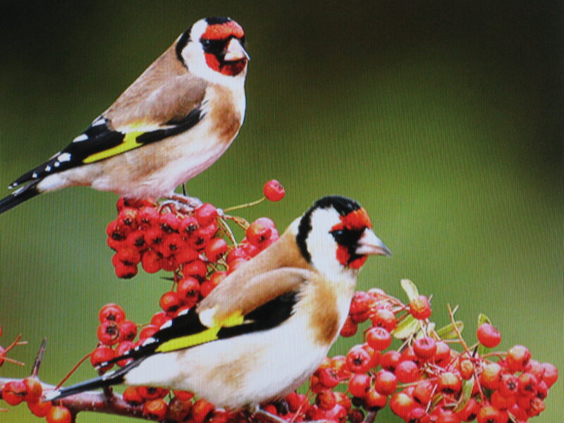 Two Goldfinches on Berries — Red, Natural, Photograph