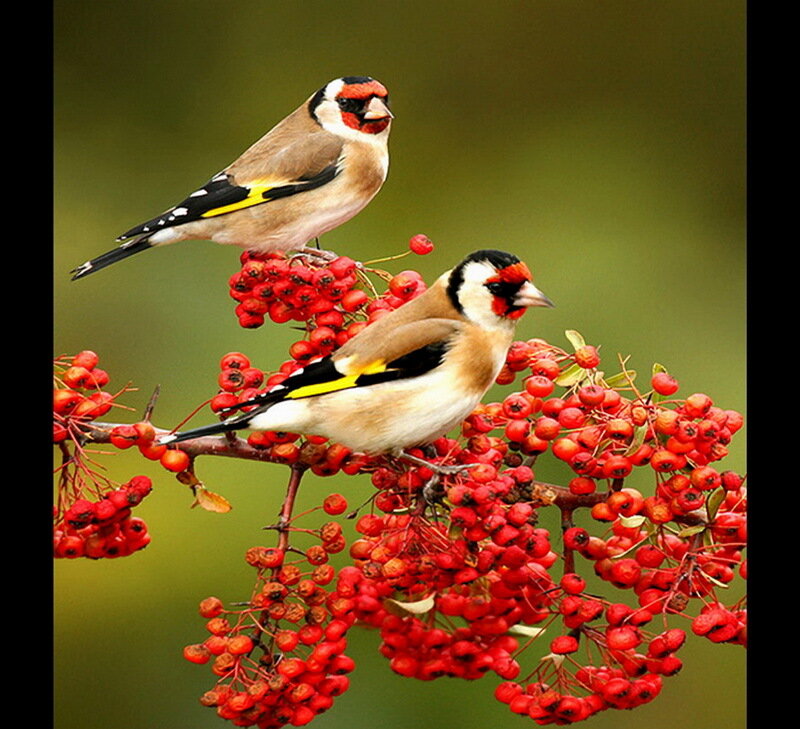 Two Goldfinches on Berries — Red