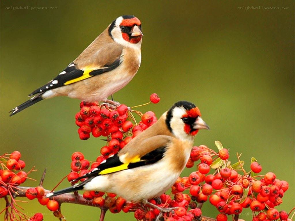 Two goldfinches on berries