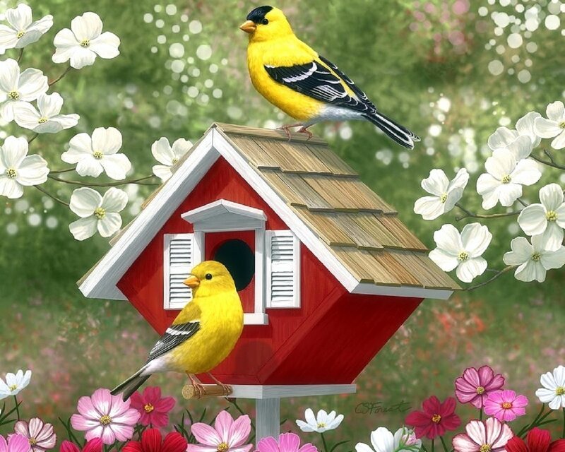 Two Goldfinches on Birdhouse
