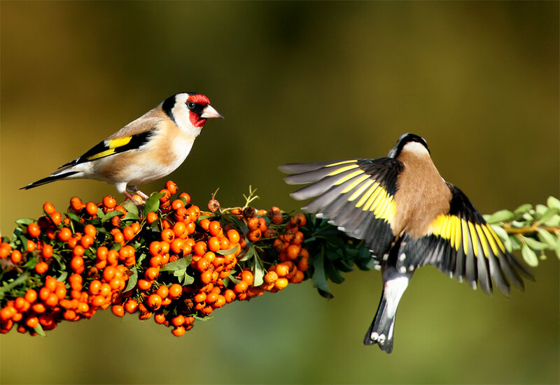 Two Goldfinches on Branch