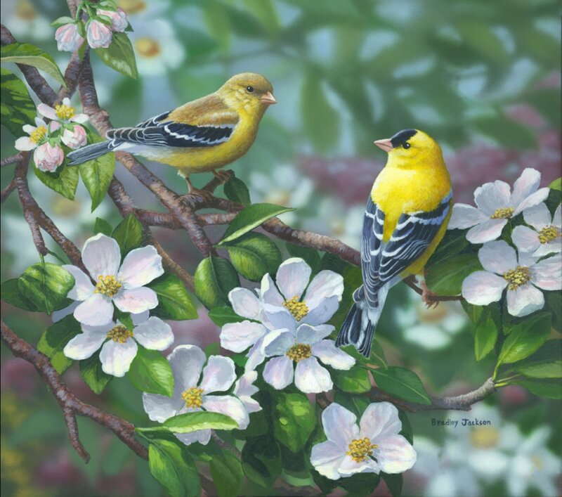 Two Goldfinches on Branch — Yellow, Serene