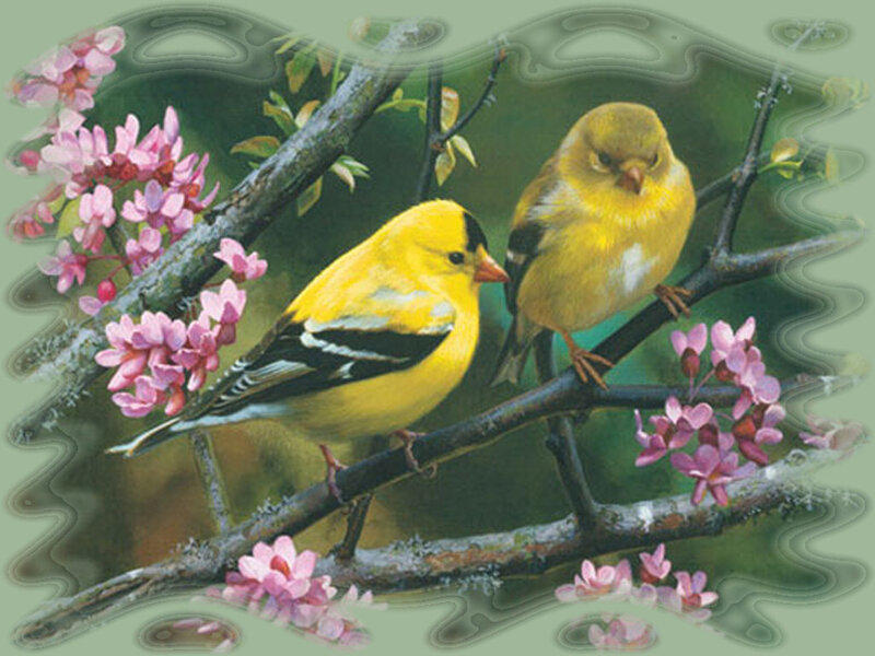 Two Goldfinches on Branch — Yellow
